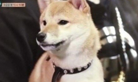 위 사진은 기사의 이해를 돕기 위함이며 해당 기사와 직접적 연관이 없습니다. <JTBC 마리와 나 방송 영상 캡쳐>